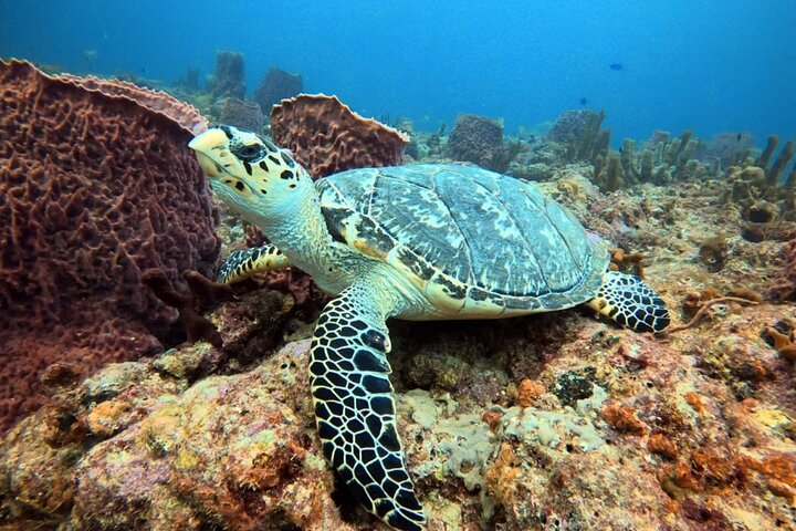 Sea Turtle